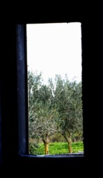 TN_SAM_4899_quadro con olivo.JPG